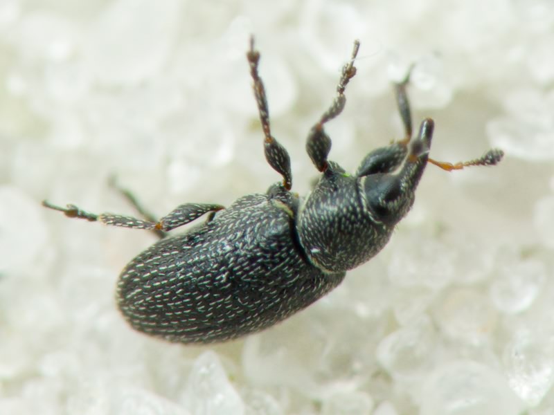 Gymnetron melanarium Germar, 1821